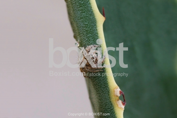 Salticidae Jumping Spider