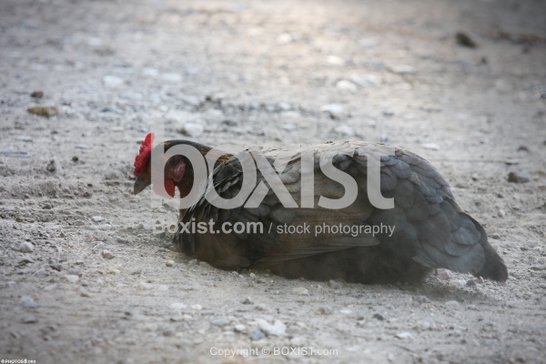 Chicken Digging - Boxist.com Photography / Sam Mugraby's Stock Photography