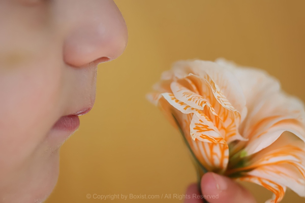Heartwarming Closeup Child Holding Flower Near Face To Smell