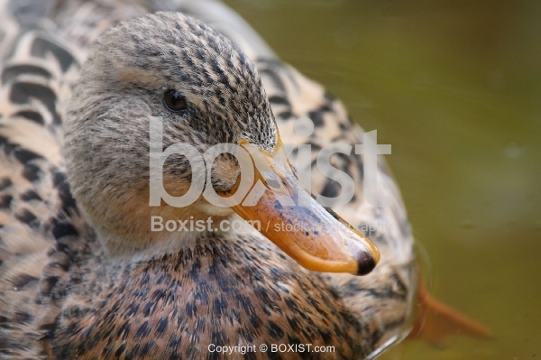 Female Mallard Duck