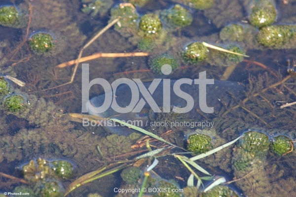 Fish in Swamp Water