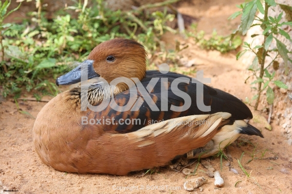 Fulvous Whistling Duck
