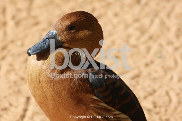 Fulvous Whistling Duck Face