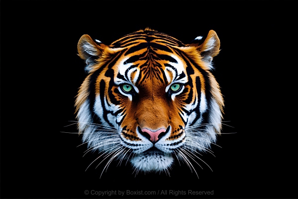 Tiger Head Portrait Against Black Background