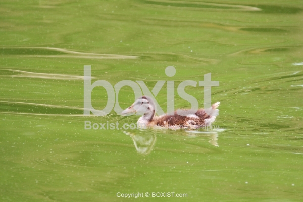 Little Mallard Duck Duckling in Water