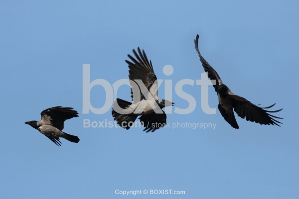 Ravens Flying in Blue Sky