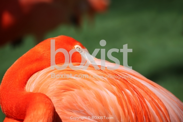 Red Flamingo Hiding Head in Red Feathers
