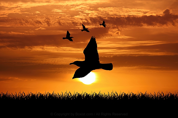 Seagull Birds Silhouette Flying At Sunset