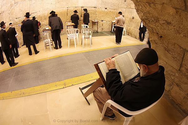 Worshipper Elderly Man Engrossed In Torah Scripture At Western Wall