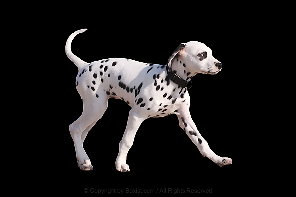 Dalmatian Dog Walking Isolated On Black Background