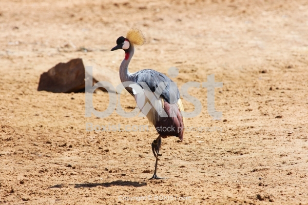 Standing Grey Crowned Crane