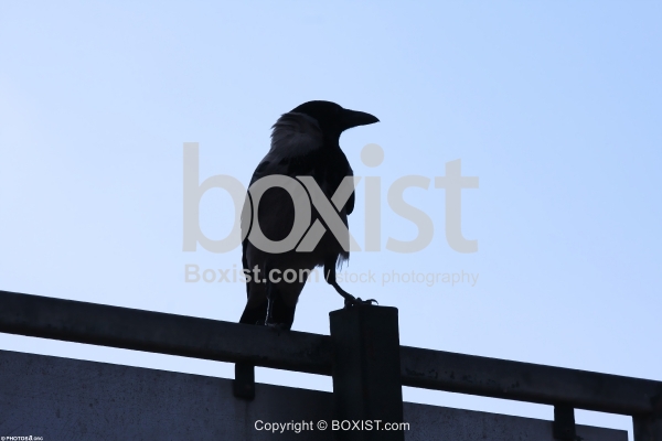 Standing Raven Silhouette