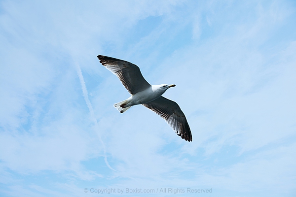 Seagull With Large Open Wings In Blue Cloudy Sky