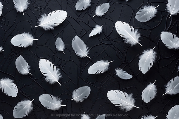 White Feathers On Abstract Black Background