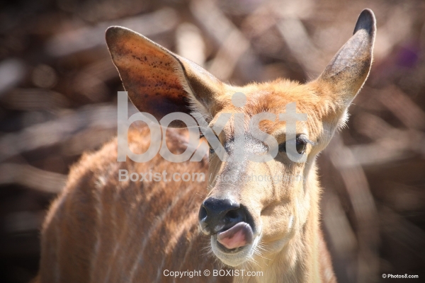 Deer with Tongue Out - Boxist.com Photography / Sam Mugraby’s Stock