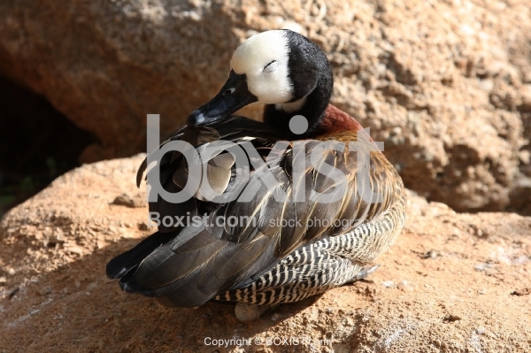 Dendrocygna Viduata Duck