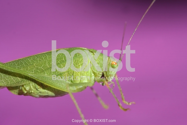 Grasshopper Insect