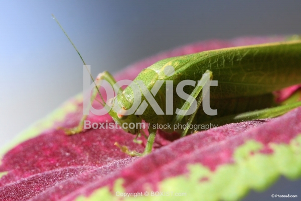 Grasshopper on Purple Leaf