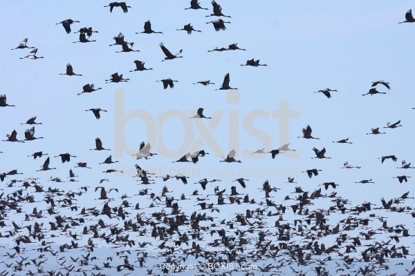 Gray Cranes Flock Flying
