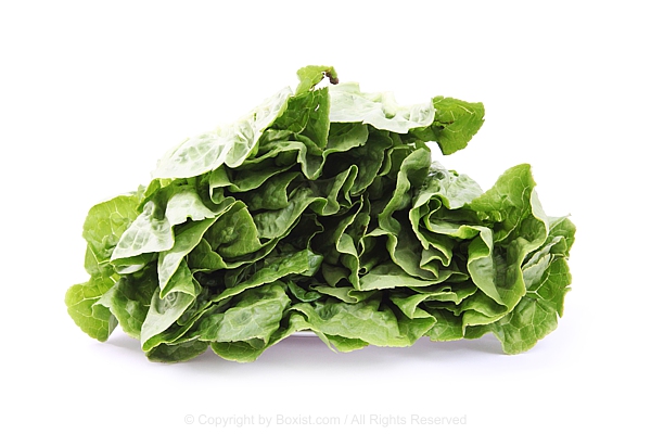 Green Lettuce Isolated Against White Background