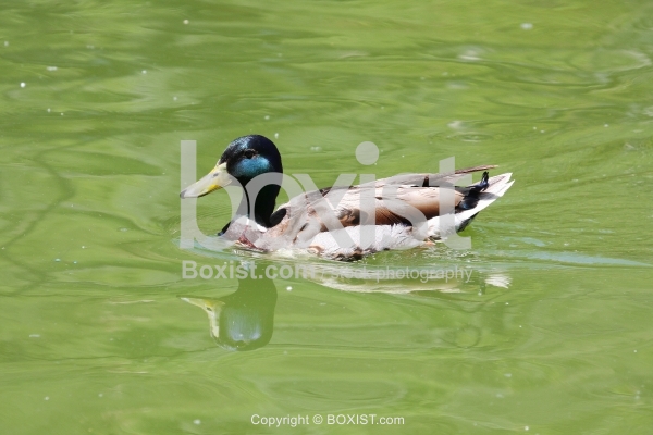 Green Mallard Duck in Water