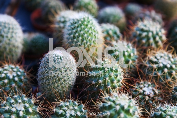 Green Succulent Sharp Cactus Plants