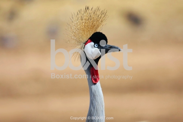 Grey Crowned Crane