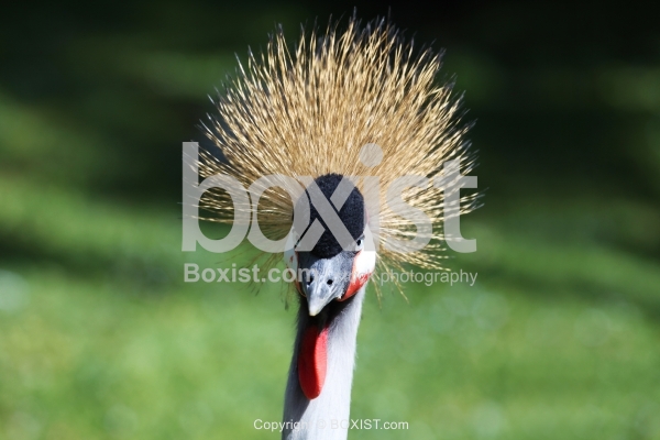 Grey Crowned Crane Balearica Regulorum Head Portrait