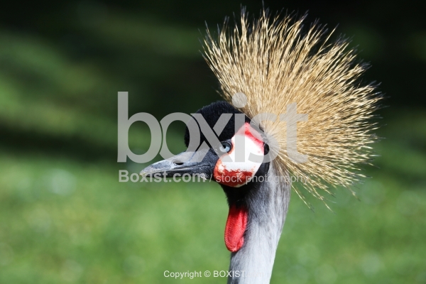 Grey Crowned Crane Posing