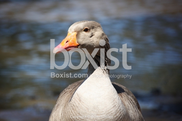 Grey Goose Bird