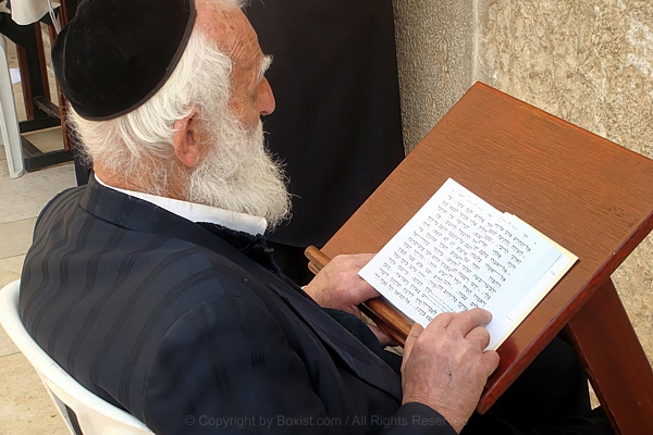 Devout Elderly Jewish Man Reading Holy Torah Scripture