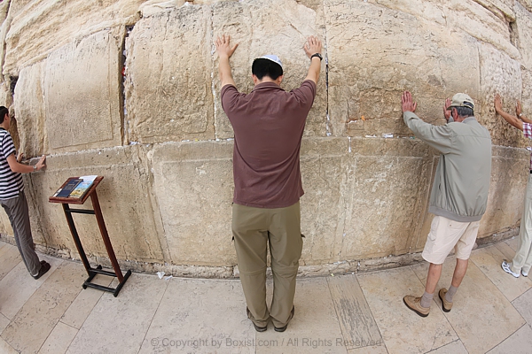 Devout Jewish Prayer Touching Sacred Stones On Western Wall