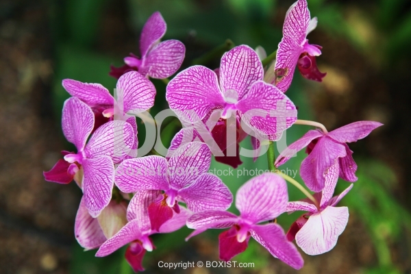 Purple Orchid with White Spots