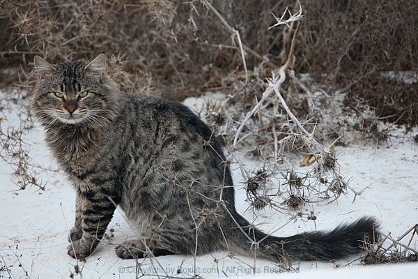 Big Tabby Cat Between Dry Plants