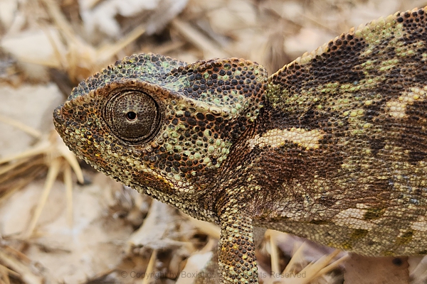 Macro Of Common Chameleon Side Head