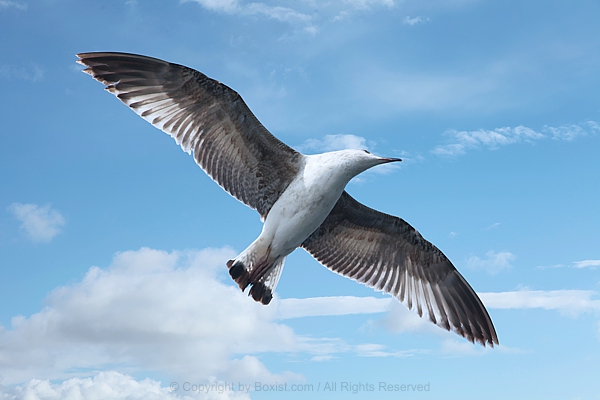 Seagull In Flight With Open Wings Cloudy Blue Sky