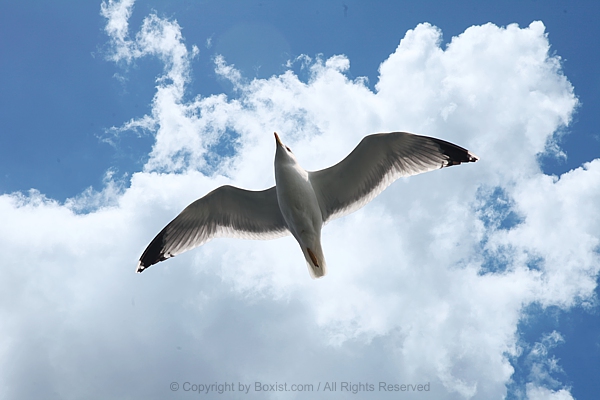Flying Seagull From Underneath