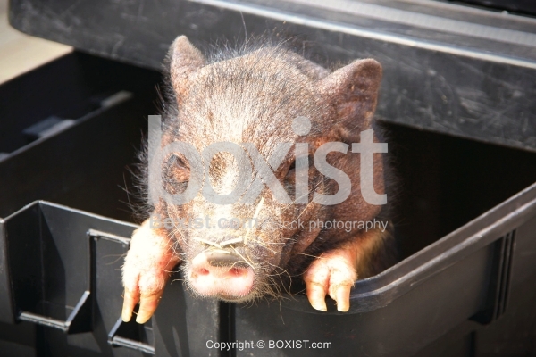 Pig in the Box