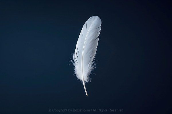 White Feather Drifts Downward Navy Blue Background