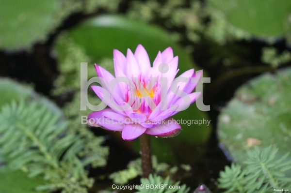 Pink Swamp Flower