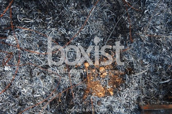 Remains of Burnt Grass