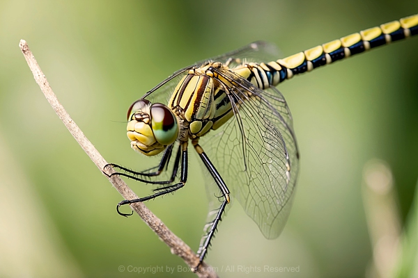 Macro Of Dragonfly Perched On A Twig