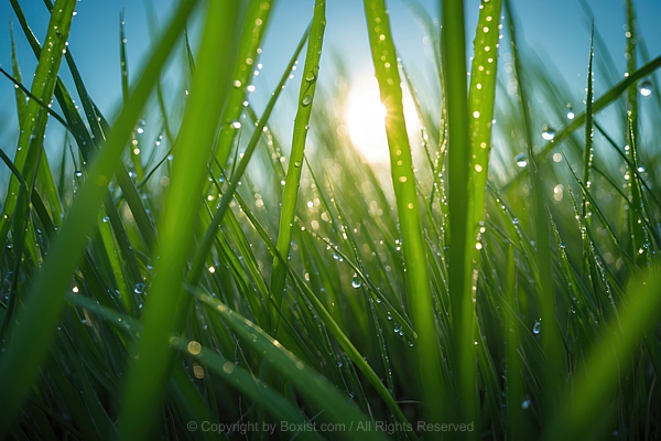 Macro Closeup Of Wet Green Grass With Waterdrops