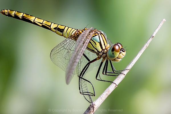 Macro Shot Of A Dragonfly Perched On A Twig