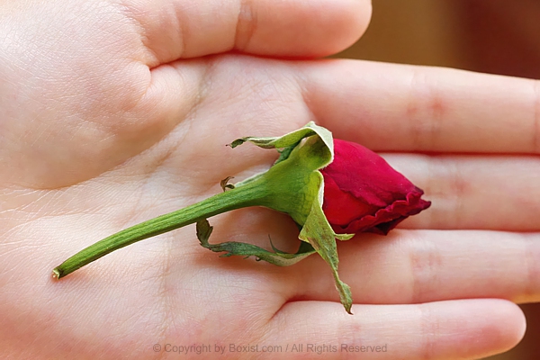 Single Red Rose Bud Rests Gently In An Open Palm