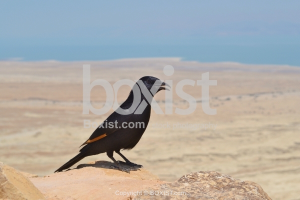Black Pale Winged Starling Posing