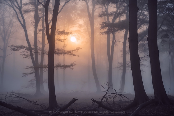 Forest Trees On A Foggy Morning At Sunrise