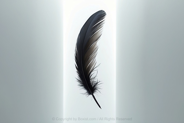 Single Black Feather On Bright Background