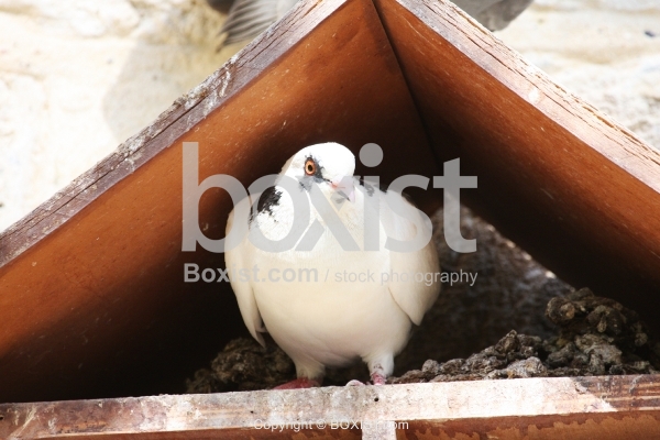 Pigeon Nesting - Boxist.com Photography / Sam Mugraby’s Stock Photography