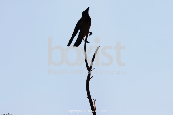 Raven Standing on Branch
